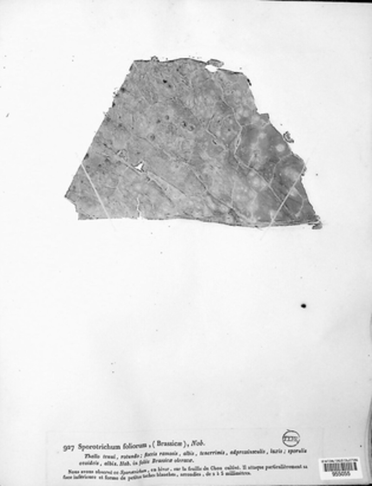 Sporotrichum image